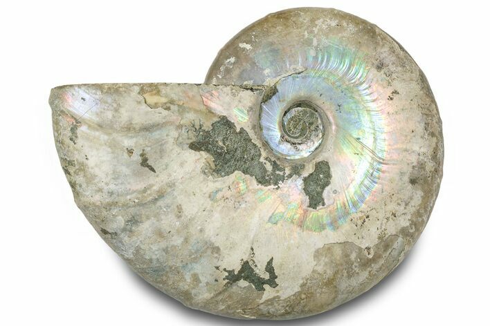 Silver Iridescent Ammonite (Cleoniceras) Fossil - Madagascar #317572